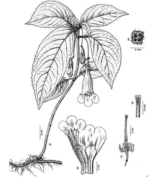 The newest published taxa of Gesneriaceae of China and/or nearby areas before 31 December, 2012