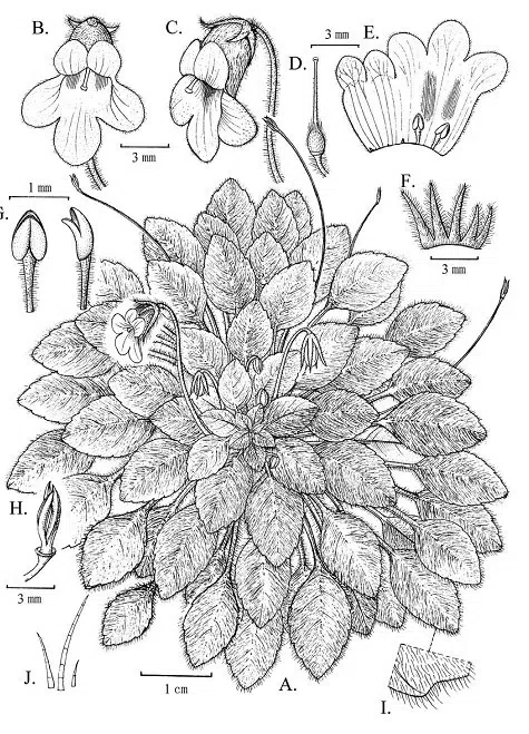 The newest published taxa of Gesneriaceae of China and/or nearby areas before 31 December, 2012