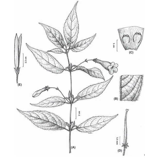 The newest published taxa of Gesneriaceae of China and/or nearby areas before 31 December, 2012