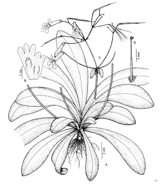 The newest published taxa of Gesneriaceae of China and/or nearby areas before 31 December, 2012