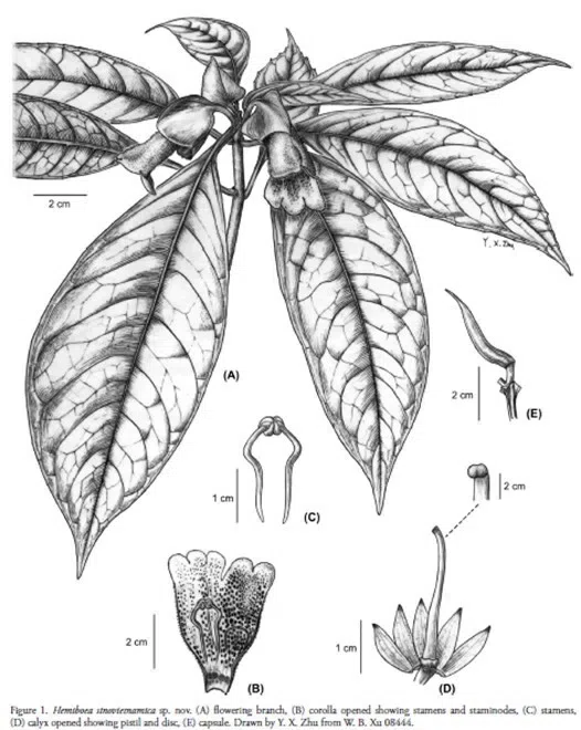 The newest published taxa of Gesneriaceae of China and/or nearby areas before 31 December, 2012