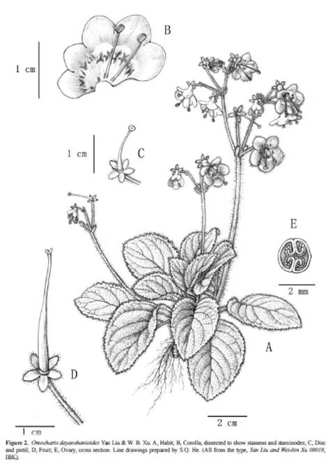 The newest published taxa of Gesneriaceae of China and/or nearby areas before 31 December, 2012