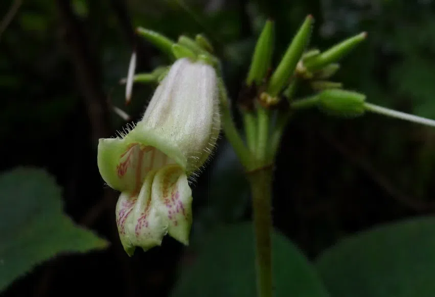 The newest published taxa of Gesneriaceae of China and/or nearby areas before 31 March, 2013