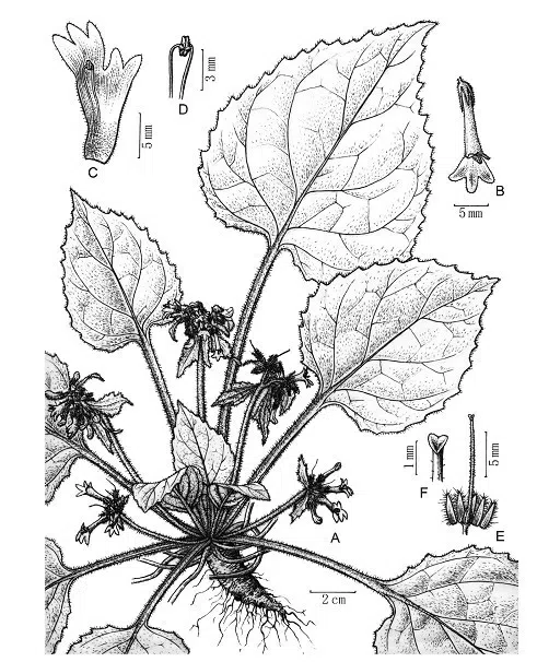 The newest published taxa of Gesneriaceae of China and/or nearby areas before 31 December, 2012