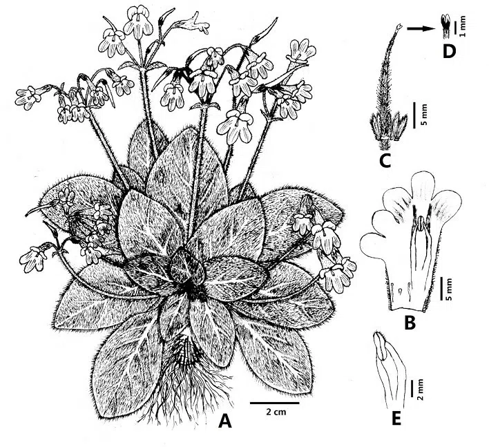 The newest published taxa of Gesneriaceae of China and/or nearby areas before 31 December, 2012