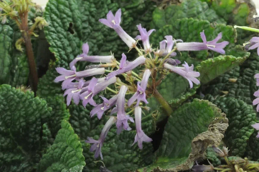 The newest published taxa of Gesneriaceae of China and/or nearby areas before 31 March, 2013