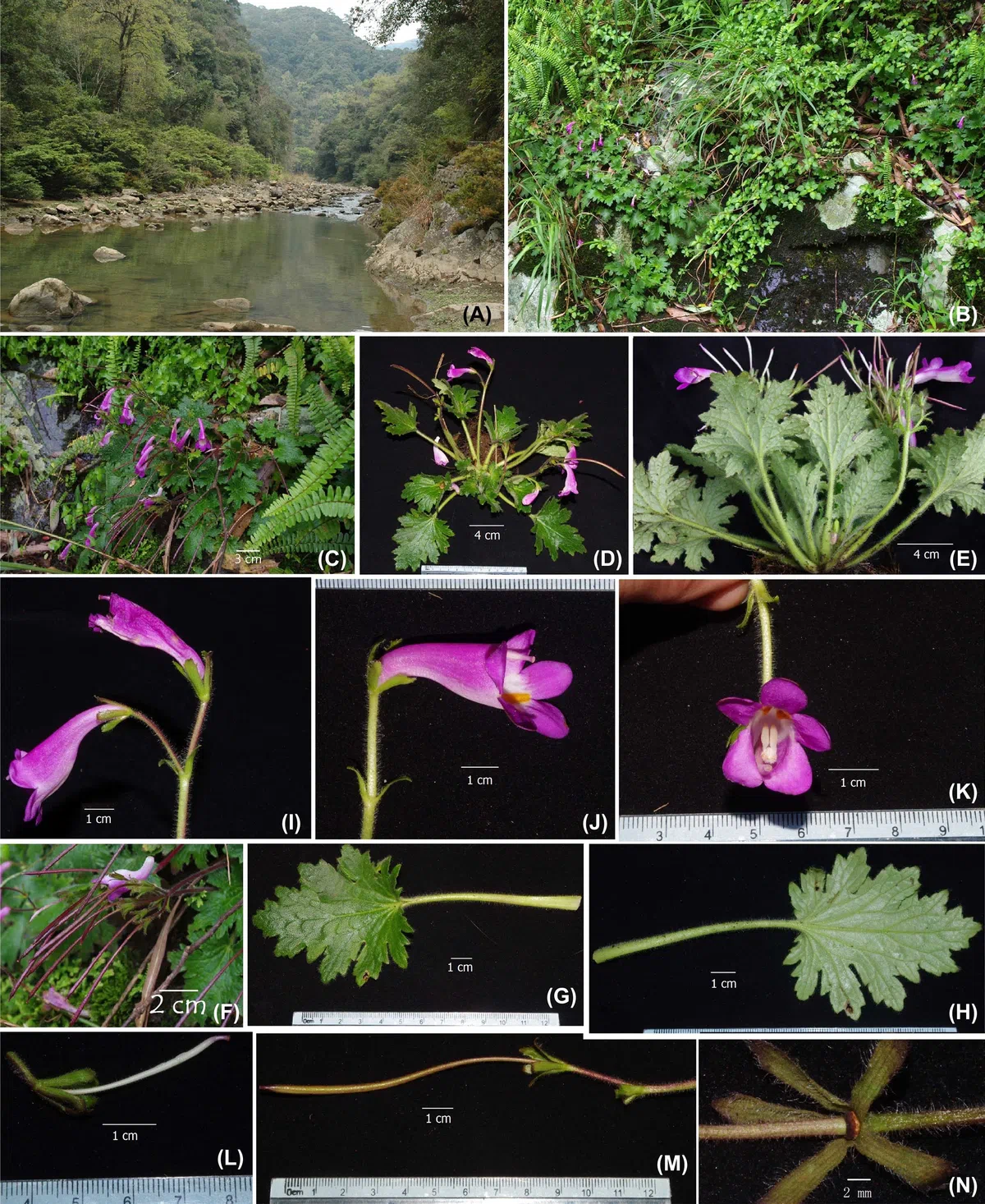 The newest published taxa of Gesneriaceae of China and/or nearby areas before 31 March, 2013