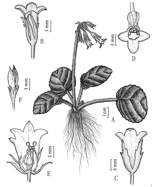 The newest published taxa of Gesneriaceae of China and/or nearby areas before 31 December, 2012