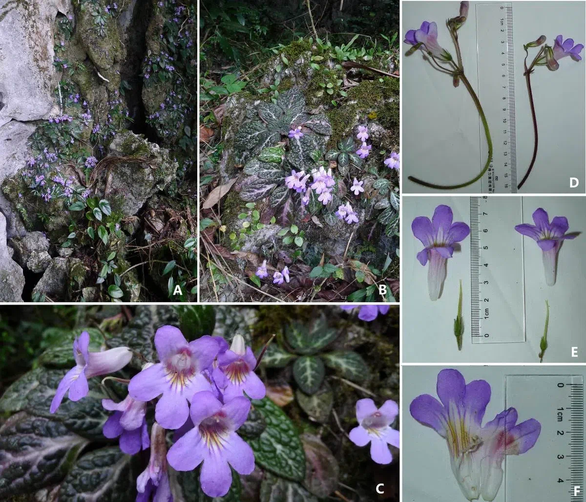 The newest published taxa of Gesneriaceae of China before 28 February, 2013