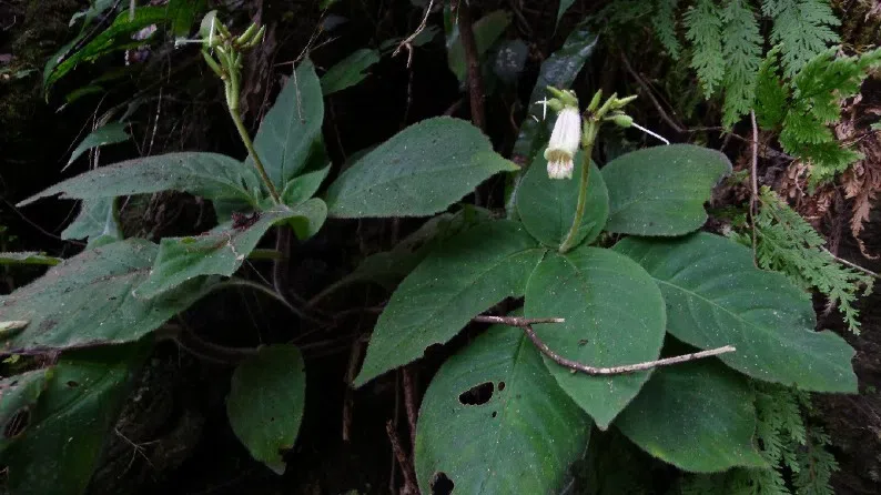 The newest published taxa of Gesneriaceae of China and/or nearby areas before 31 March, 2013