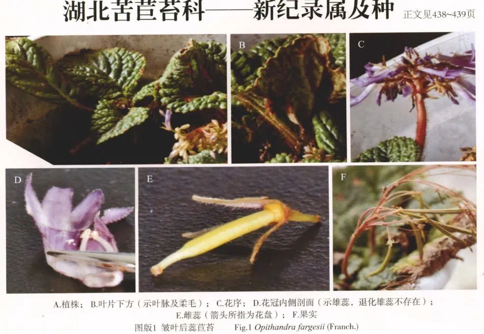 The newest published taxa of Gesneriaceae of China and/or nearby areas before 31 March, 2013