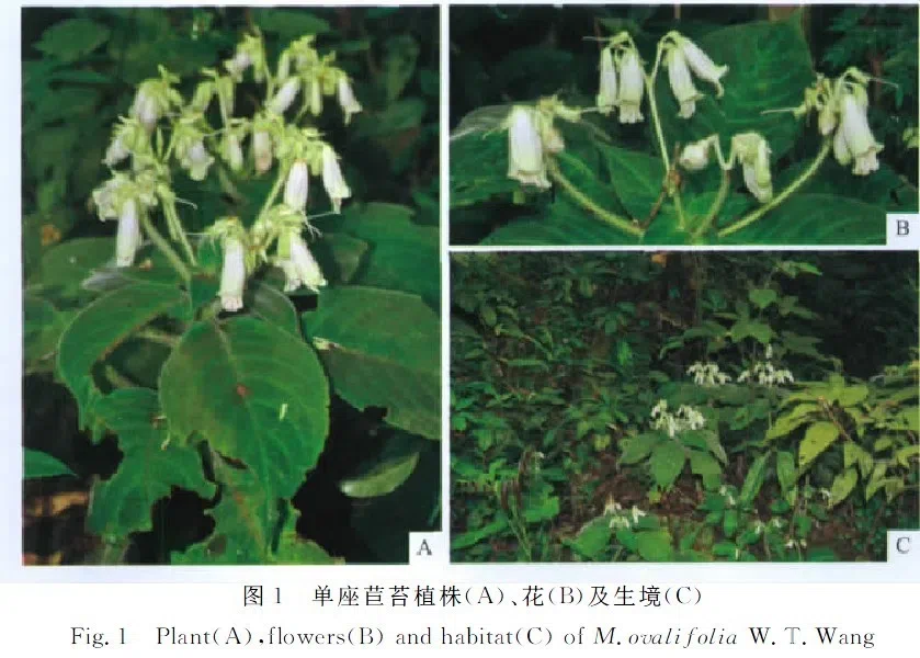 The newest published taxa of Gesneriaceae of China and/or nearby areas before 31 March, 2013