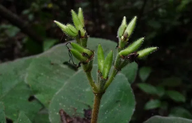 The newest published taxa of Gesneriaceae of China and/or nearby areas before 31 March, 2013