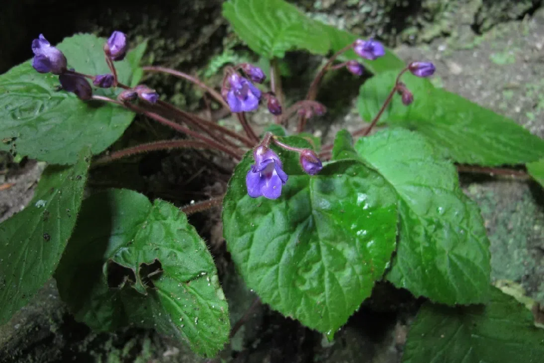 The newest published taxa of Gesneriaceae of China and/or nearby areas before 30 April, 2013