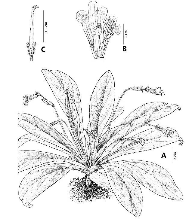 The newest published taxa of Gesneriaceae of China and/or nearby areas before 30 April, 2013