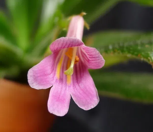 The newest published taxa of Gesneriaceae of China and/or nearby areas before 30 April, 2013