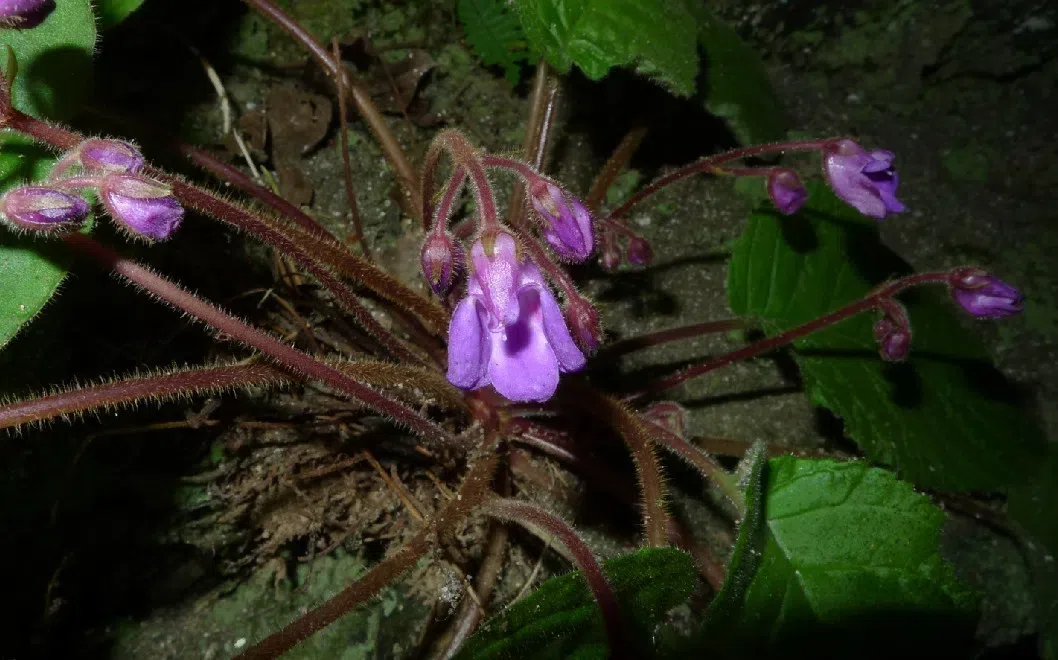 The newest published taxa of Gesneriaceae of China and/or nearby areas before 30 April, 2013