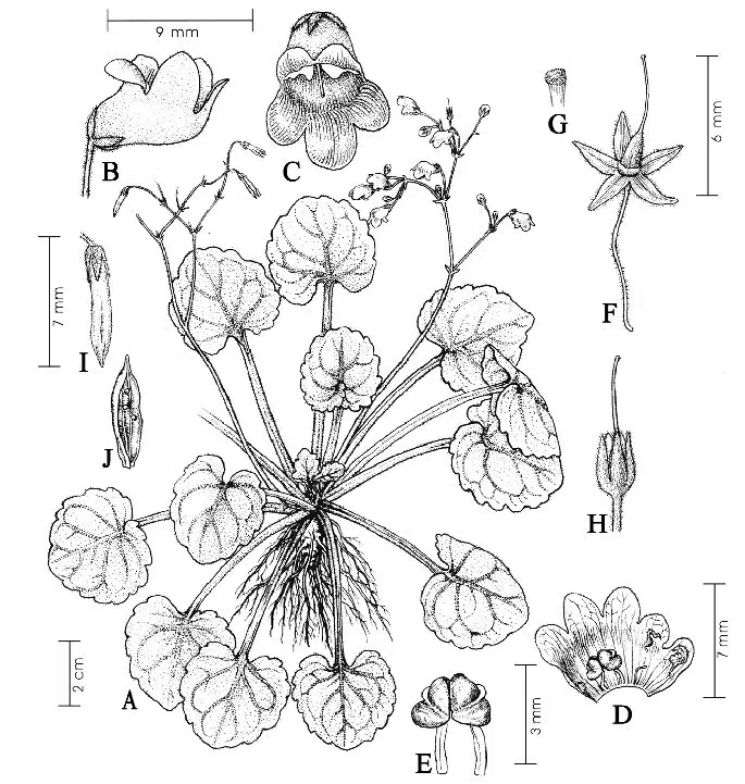 The newest published taxa of Gesneriaceae of China and/or nearby areas before 30 April, 2013