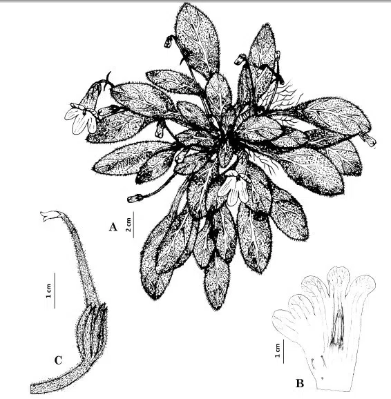 The newest published taxa of Gesneriaceae of China and/or nearby areas before 30 June, 2013