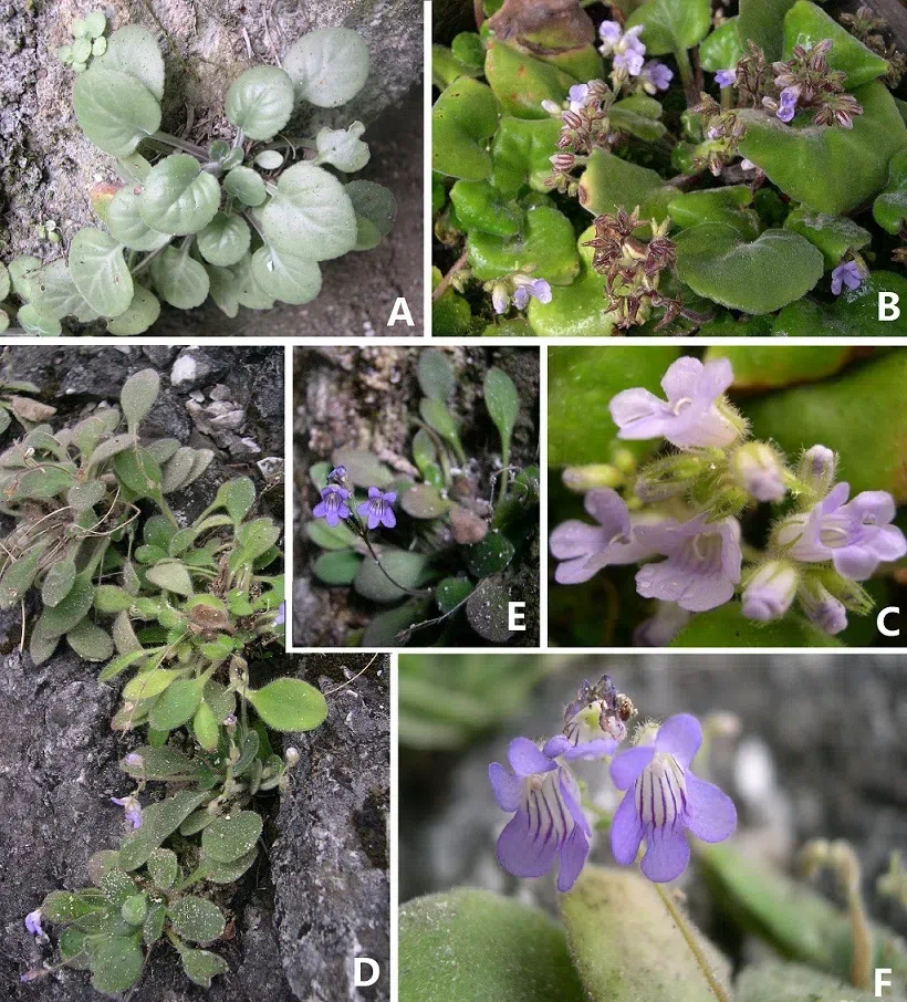 The newest published taxa of Gesneriaceae of China and/or nearby areas before 30 June, 2013