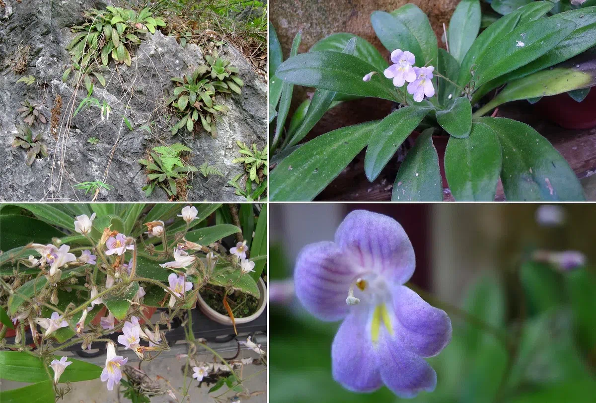 The newest published taxa of Gesneriaceae of China and/or nearby areas  before 30 March, 2014