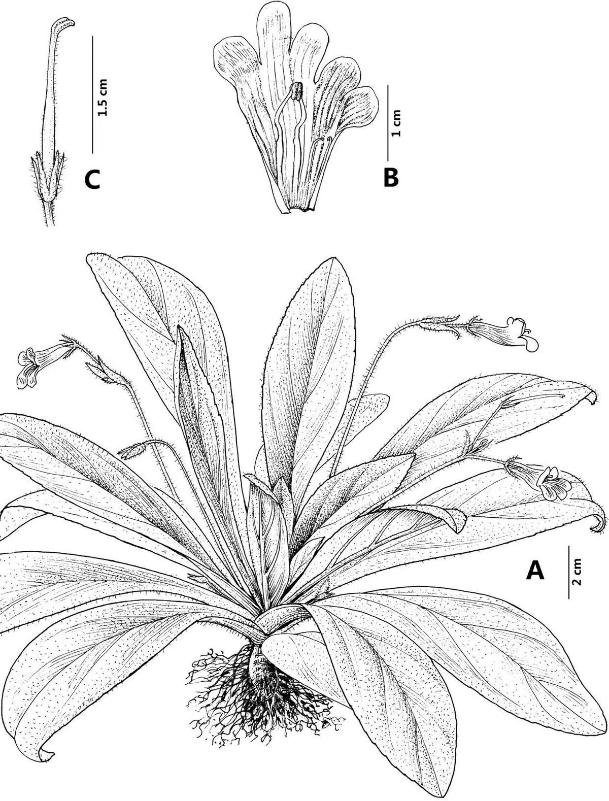 The newest published taxa of Gesneriaceae of China and/or nearby areas before 31 October, 2013