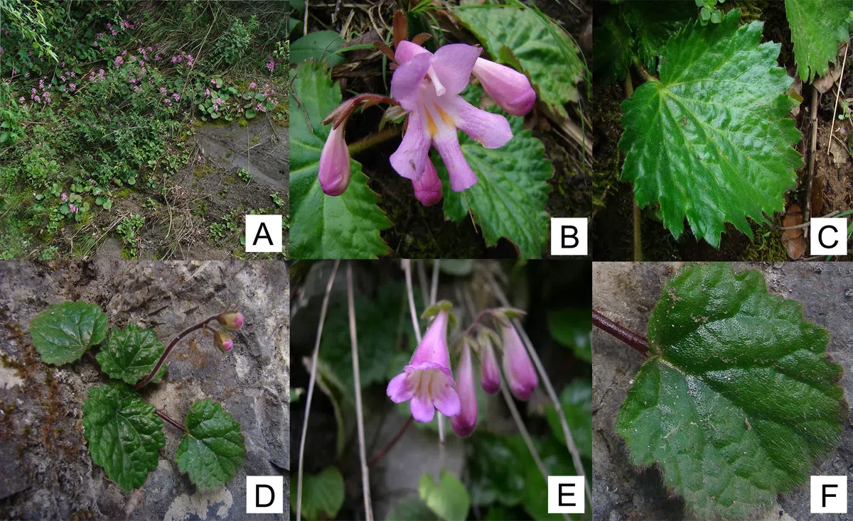 The newest published taxa of Gesneriaceae of China and/or nearby areas  before 31 January, 2014