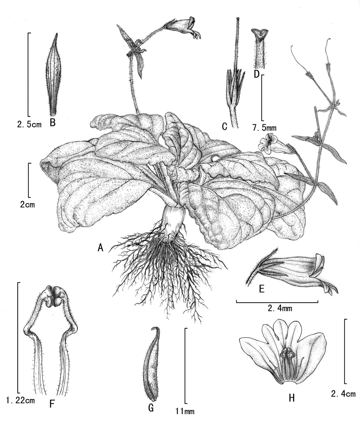 The newest published taxa of Gesneriaceae of China and/or nearby areas before 31 October, 2013