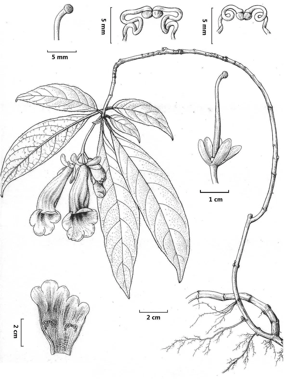 The newest published taxa of Gesneriaceae of China and/or nearby areas before 31 October, 2013