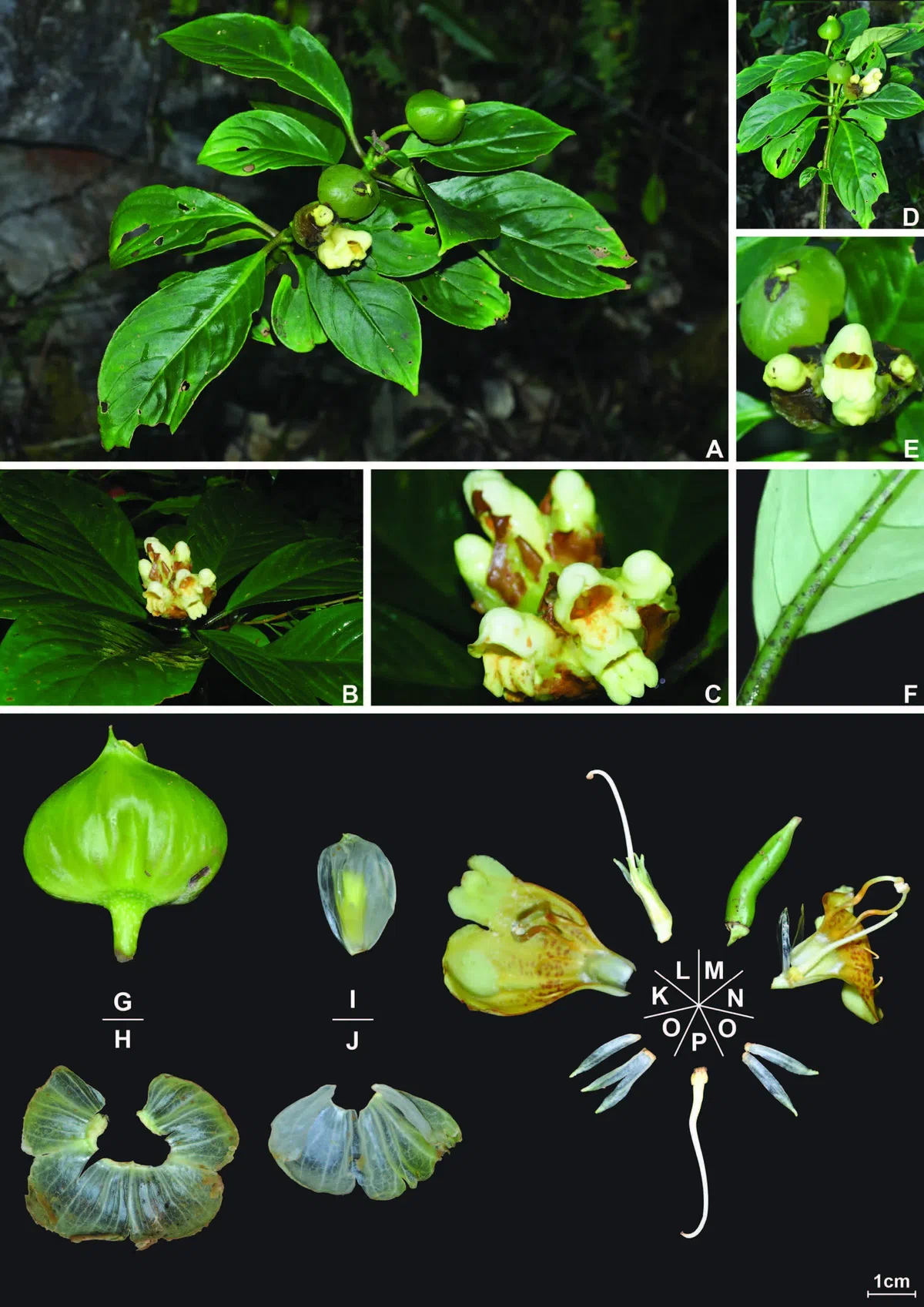 The newest published taxa of Gesneriaceae of China and/or nearby areas  before 30 March, 2014