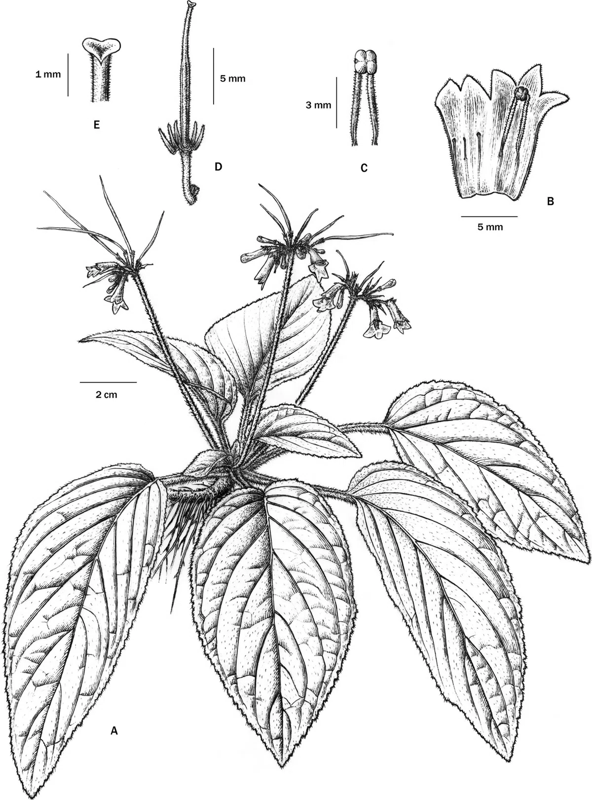 The newest published taxa of Gesneriaceae of China and/or nearby areas  before 28 February, 2014