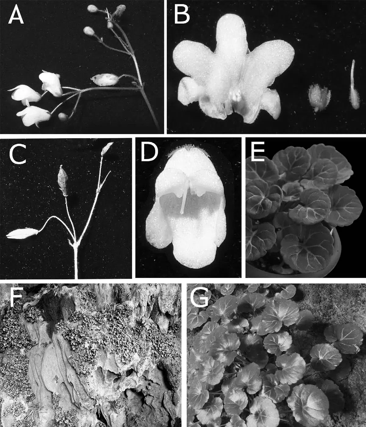 The newest published taxa of Gesneriaceae of China and/or nearby areas  before 30 November, 2013