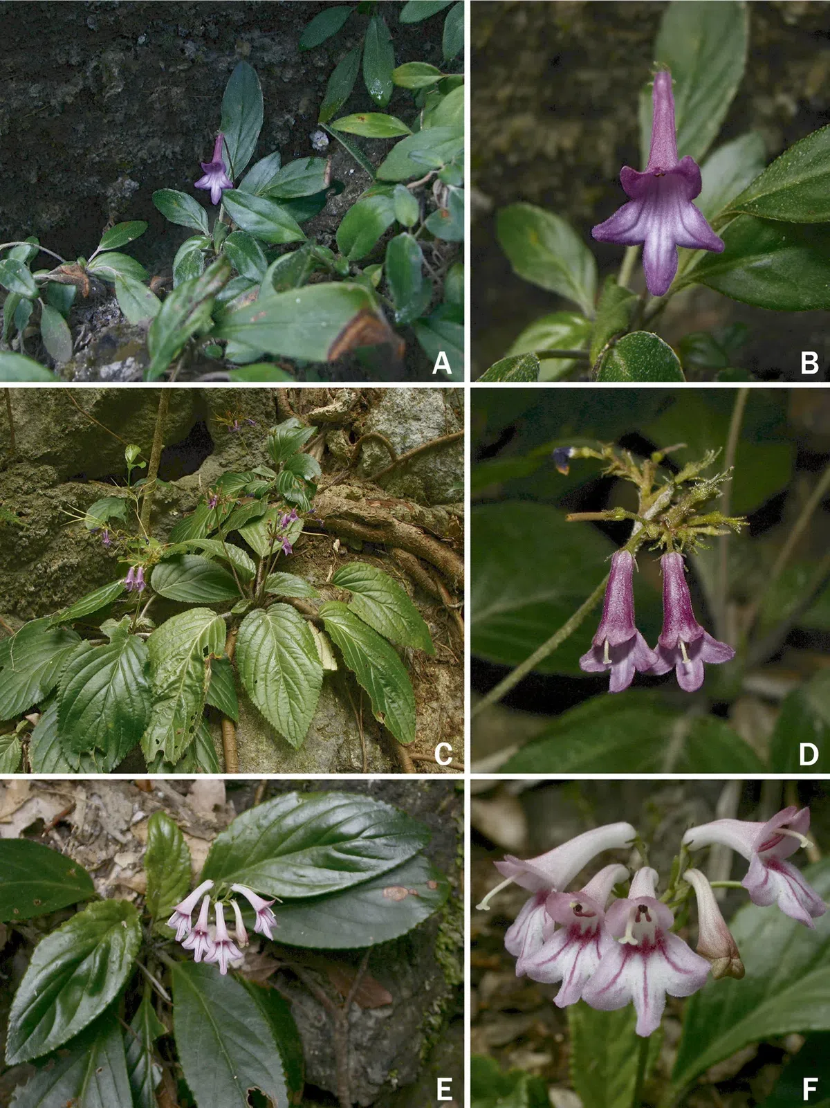 The newest published taxa of Gesneriaceae of China and/or nearby areas  before 28 February, 2014