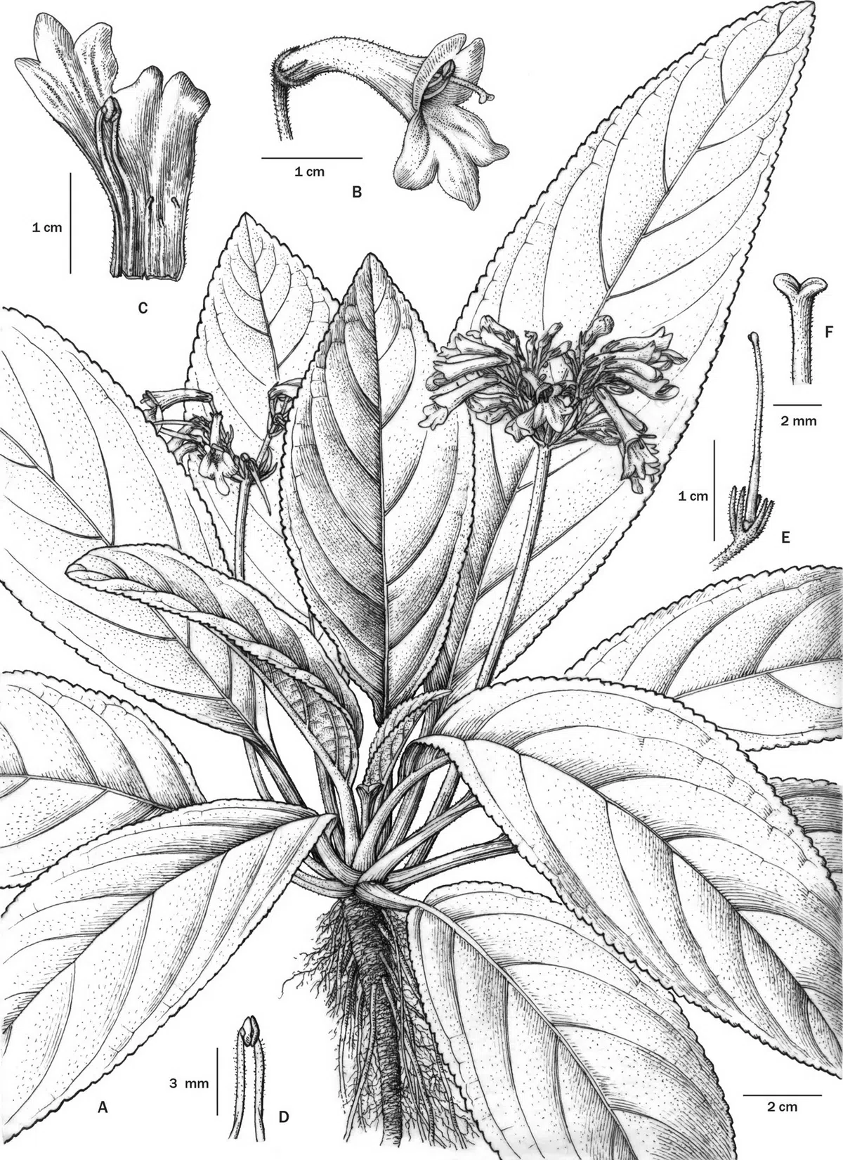 The newest published taxa of Gesneriaceae of China and/or nearby areas  before 28 February, 2014