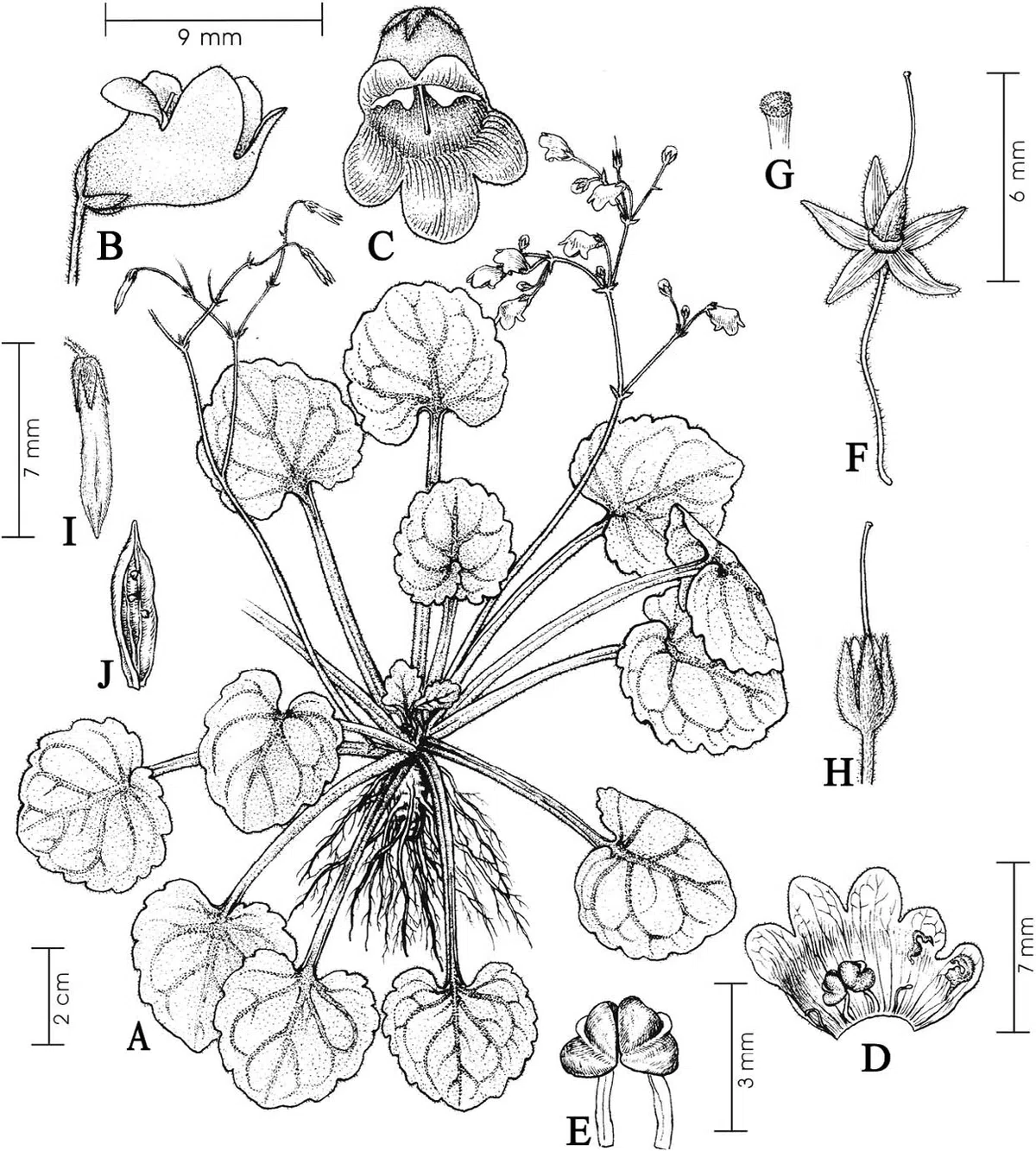 The newest published taxa of Gesneriaceae of China and/or nearby areas  before 30 November, 2013