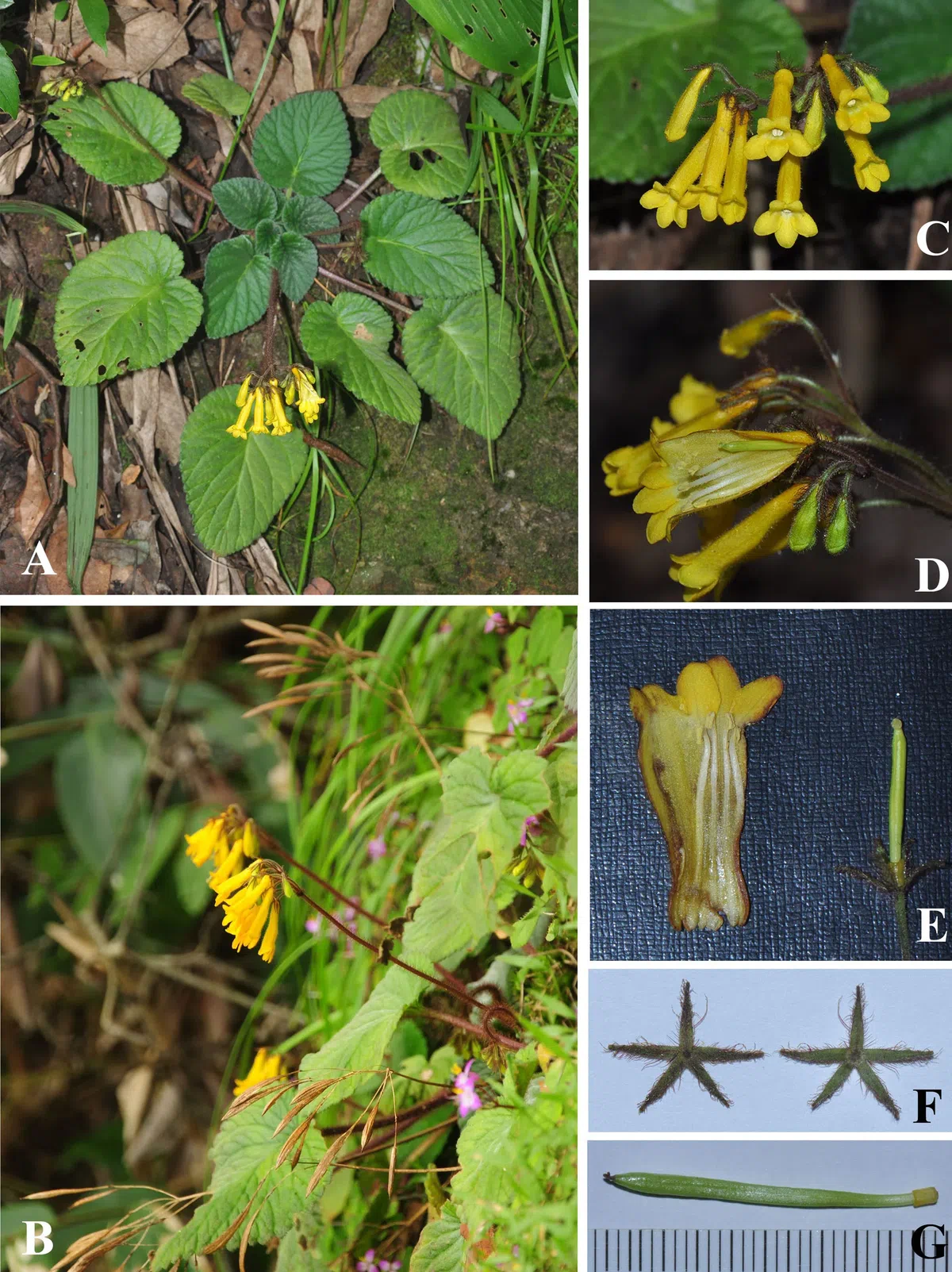 The newest published taxa of Gesneriaceae of China and/or nearby areas before 31 October, 2013