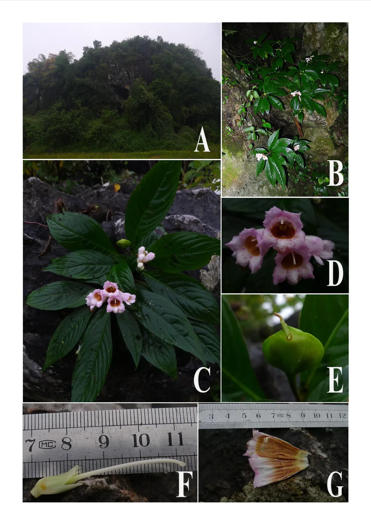 The newest published taxa of Gesneriaceae of China and/or nearby areas  before 31 December, 2013