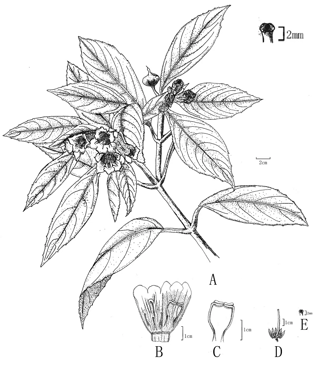 The newest published taxa of Gesneriaceae of China and/or nearby areas  before 31 December, 2013