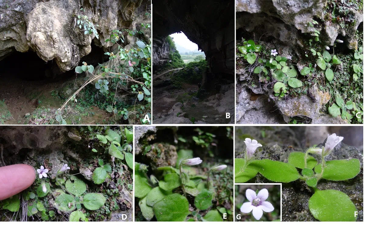 The newest published taxa of Gesneriaceae of China and/or nearby areas  before 31 December, 2013