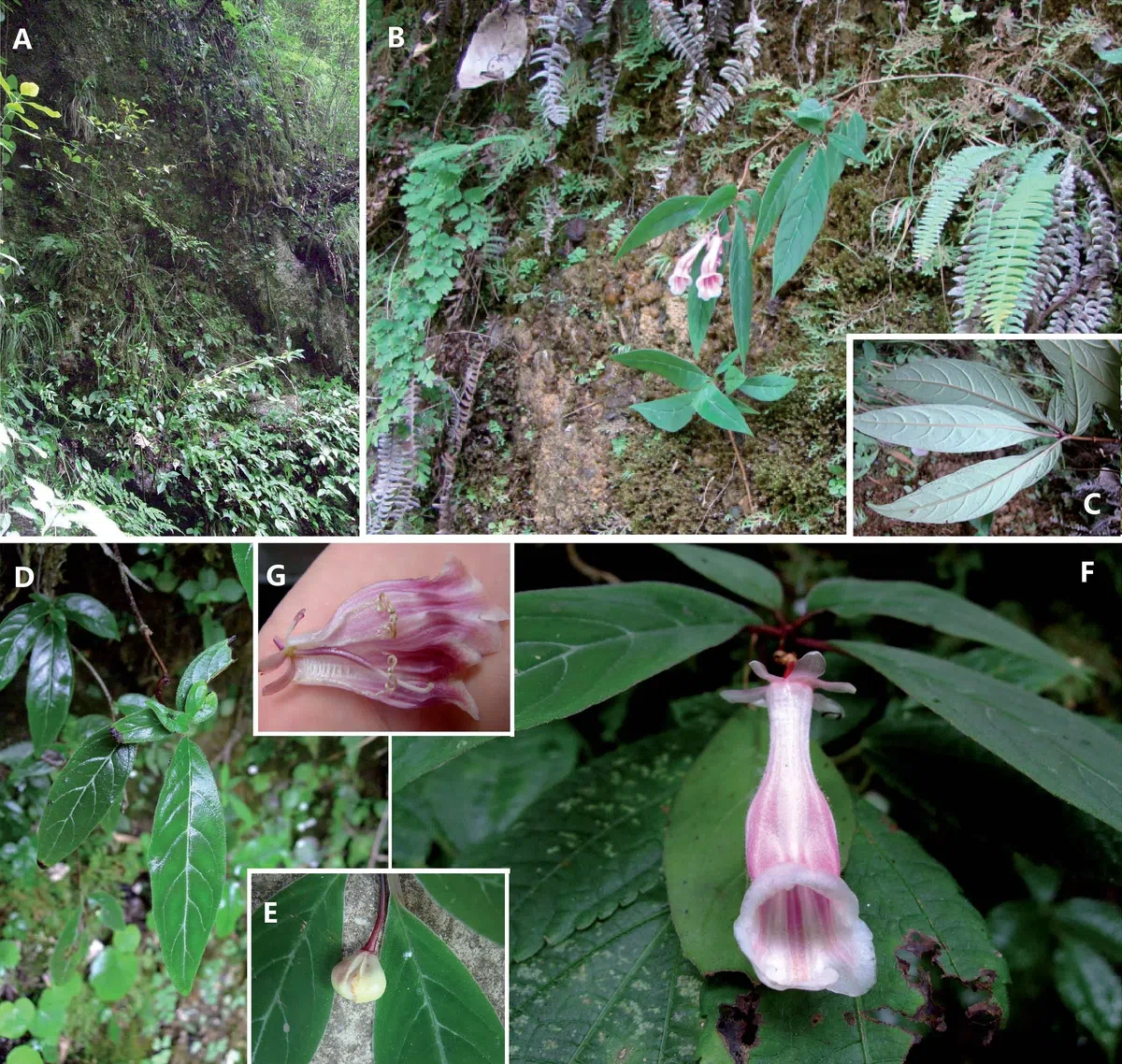 The newest published taxa of Gesneriaceae of China and/or nearby areas before 31 October, 2013