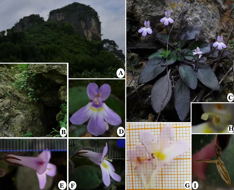 The newest published taxa of Gesneriaceae of China and/or nearby areas  before 30 November, 2013