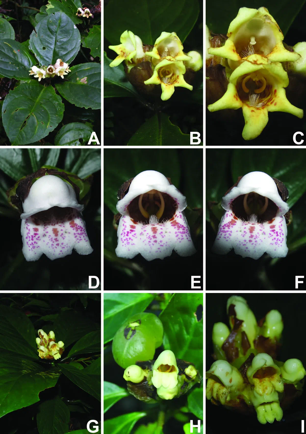 The newest published taxa of Gesneriaceae of China and/or nearby areas  before 30 March, 2014