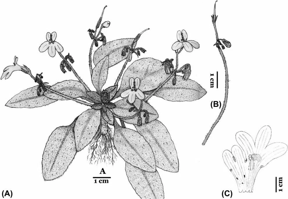 The newest published taxa of Gesneriaceae of China and/or nearby areas  before 30 November, 2013