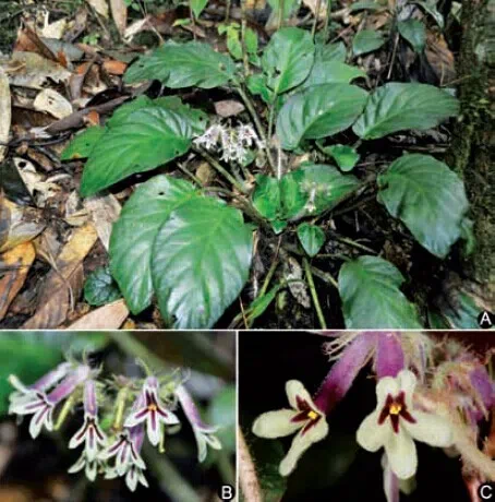 The newest published taxa of Gesneriaceae of China and/or nearby areas  before 30 November, 2013