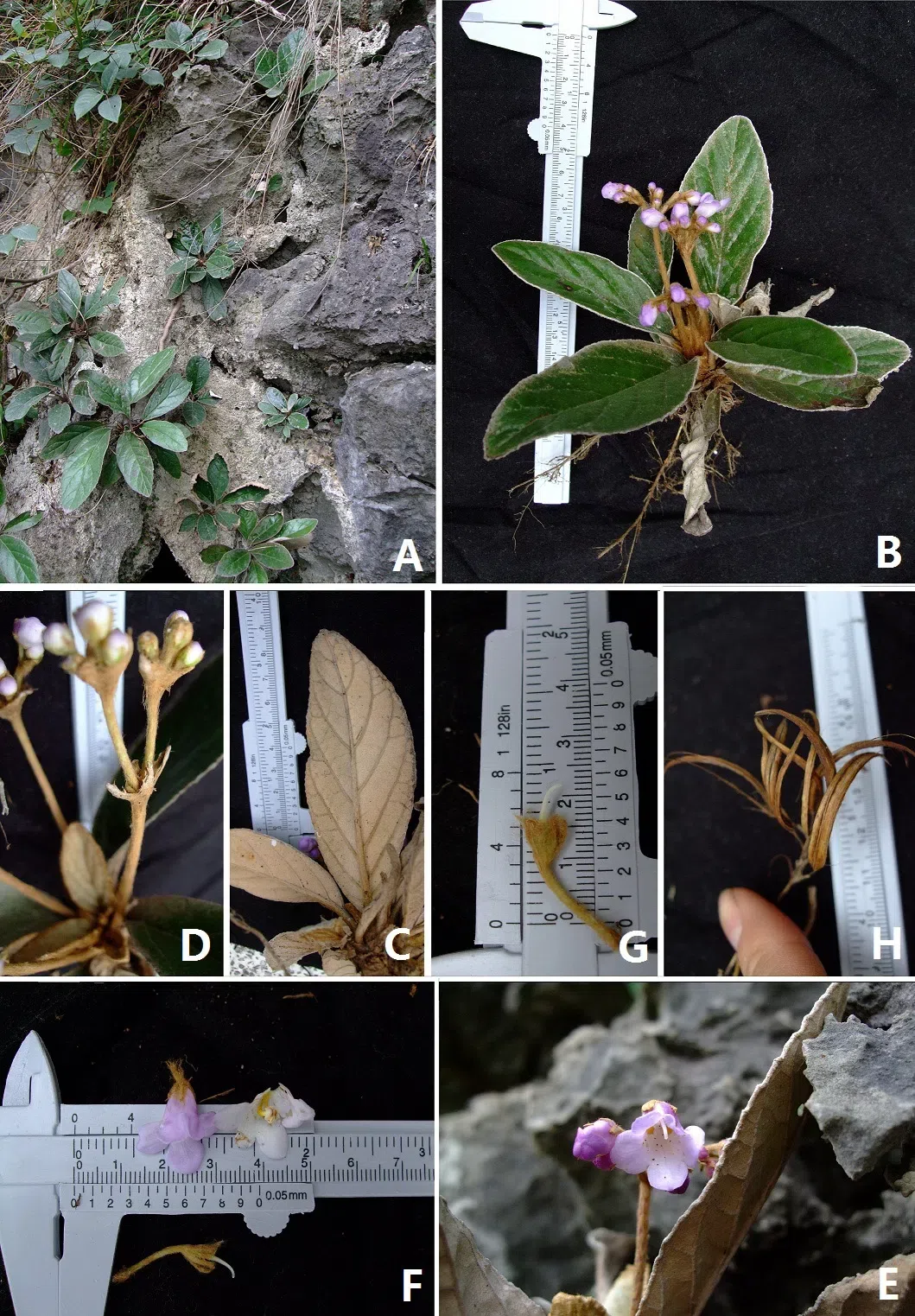 The newest published taxa of Gesneriaceae of China and/or nearby areas before 30 September, 2013