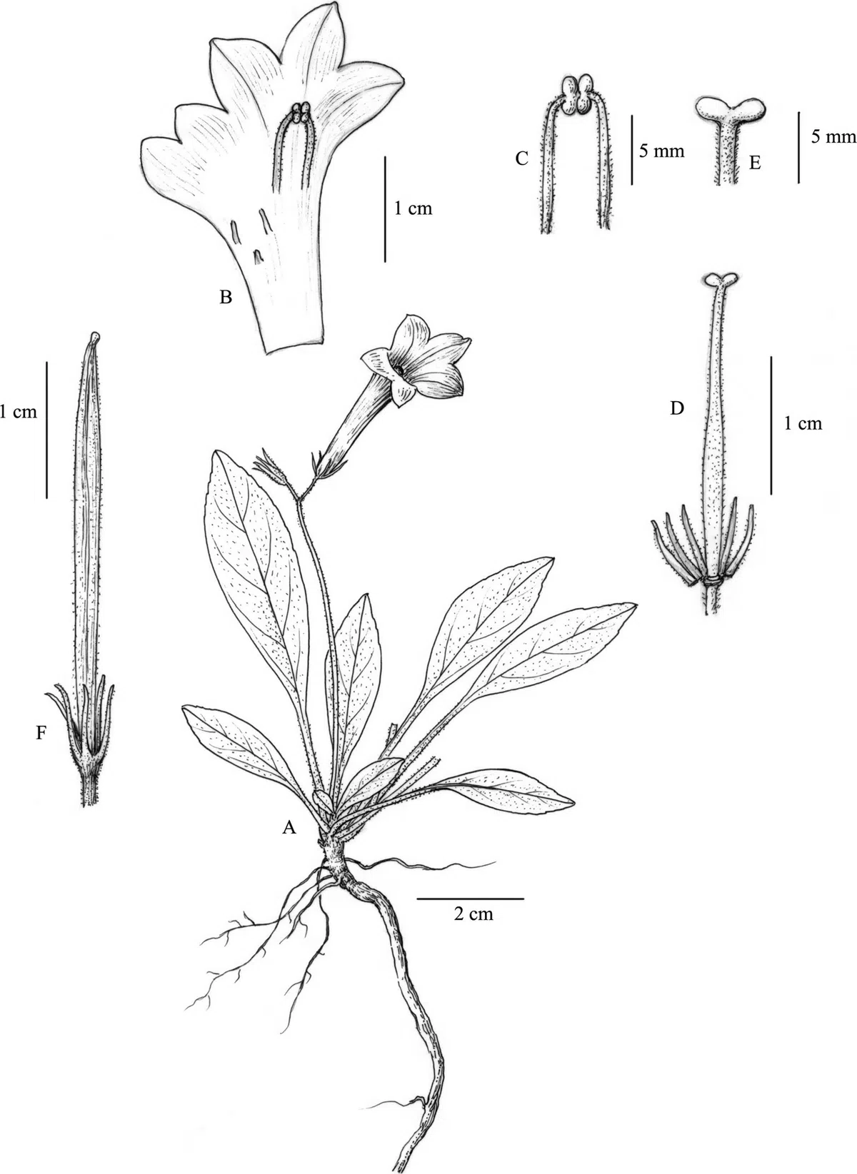 The newest published taxa of Gesneriaceae of China and/or nearby areas  before 28 February, 2014