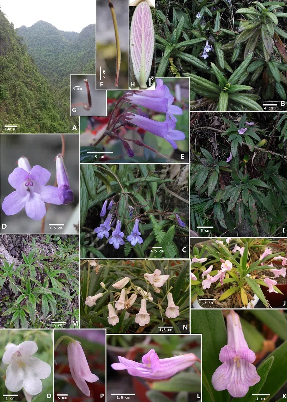 The newest published taxa of Gesneriaceae of China and/or nearby areas  before 31 December, 2013