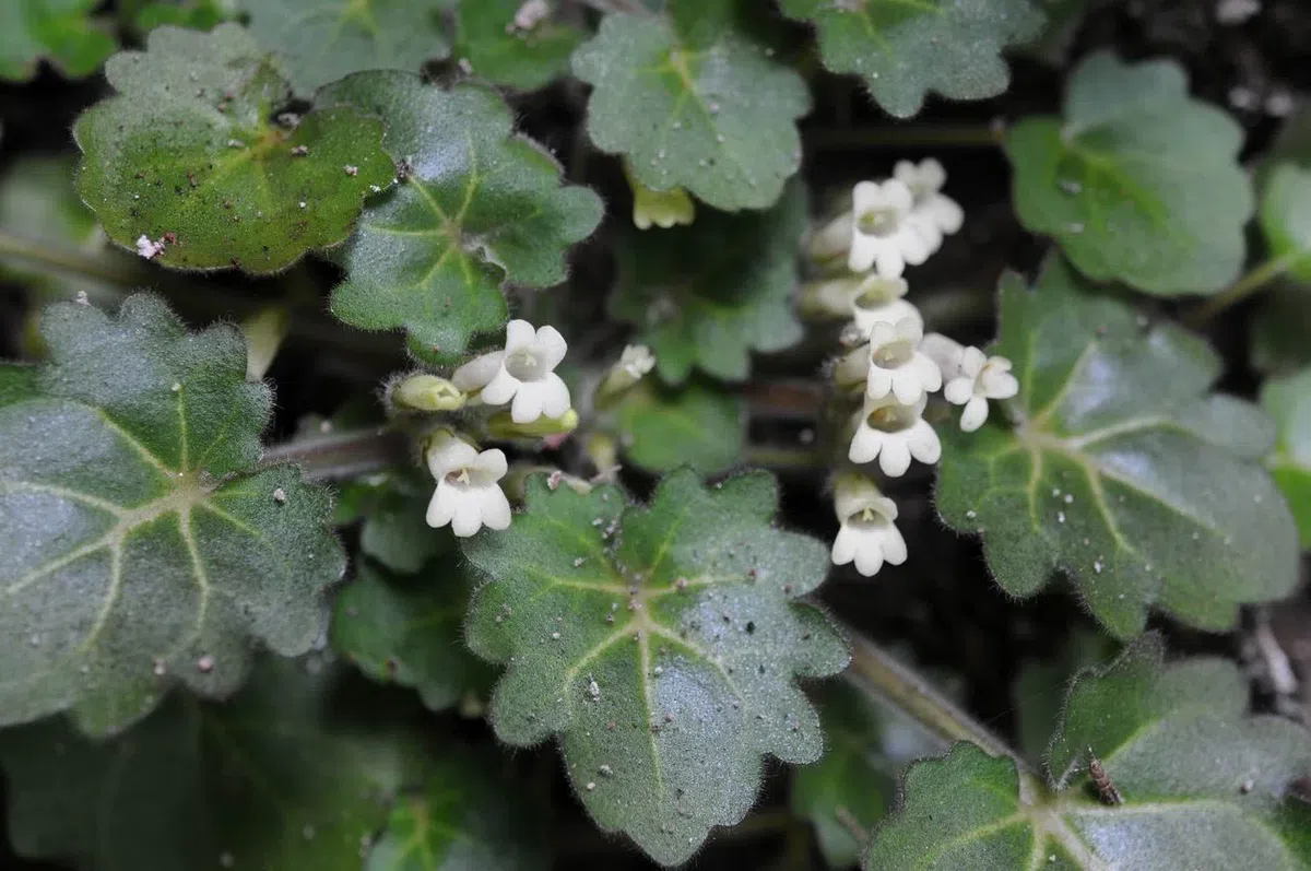 The newest published taxa of Gesneriaceae of China and/or nearby areas  before 28 February, 2014