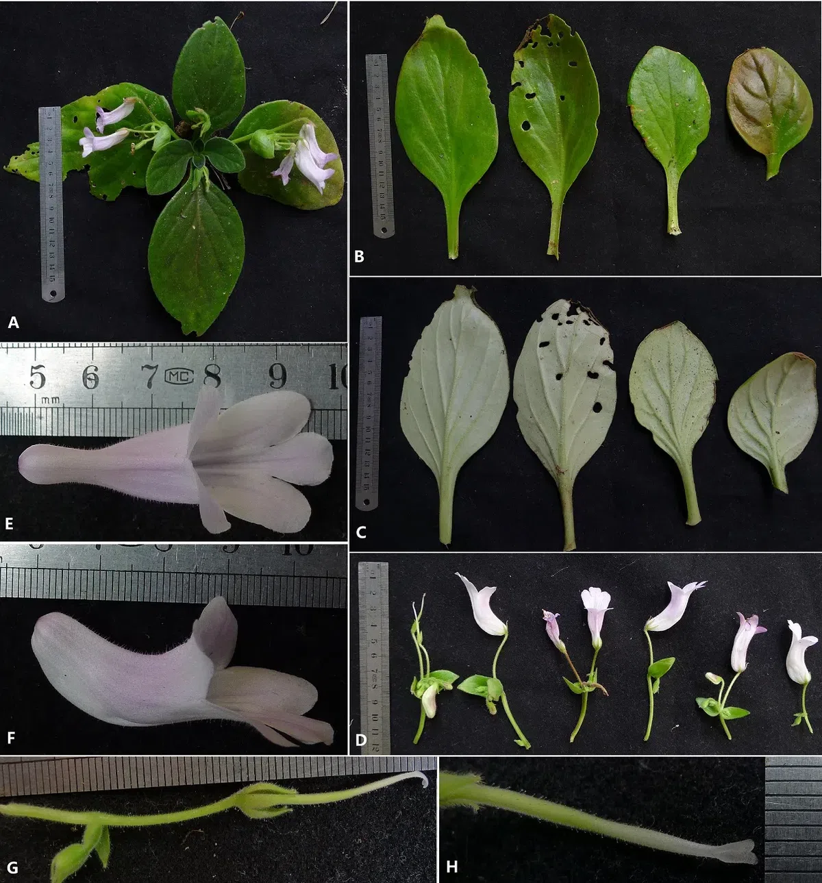 The newest published taxa of Gesneriaceae of China and/or nearby areas  before 28 February, 2014