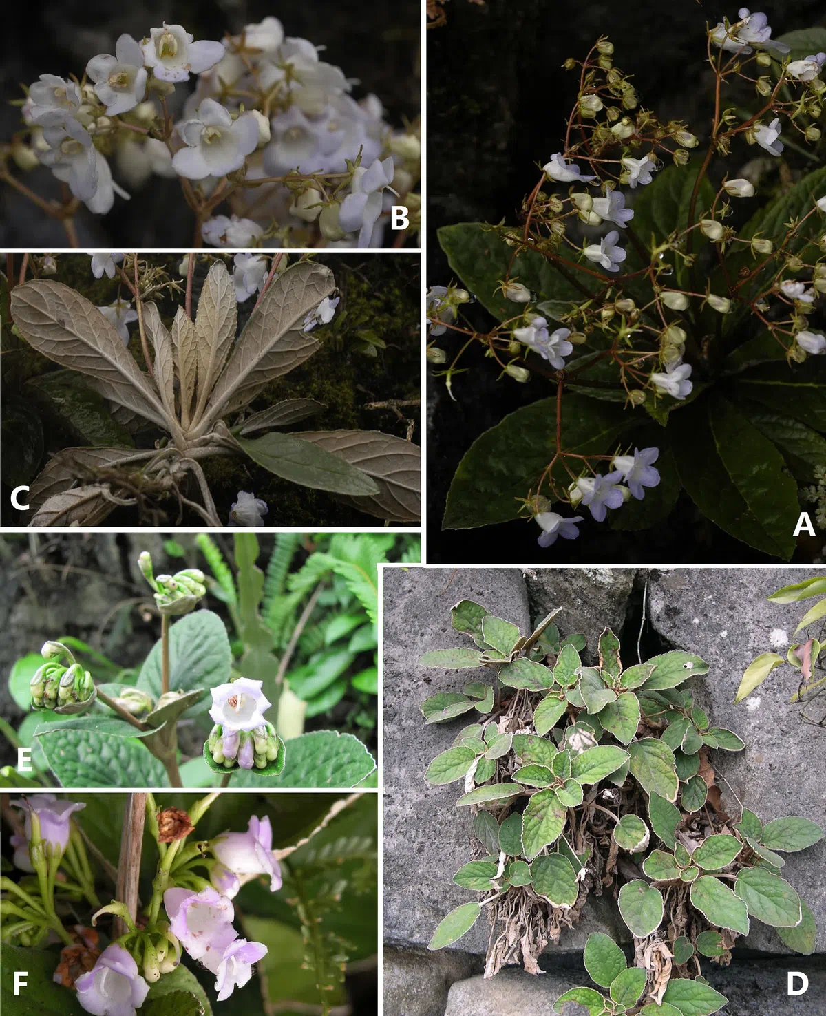 The newest published taxa of Gesneriaceae of China and/or nearby areas before 30 September, 2013